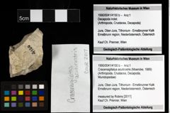 Foto (Objekt + Etiketten) von Cracensigillatus acutirostris (Moericke, 1889) 